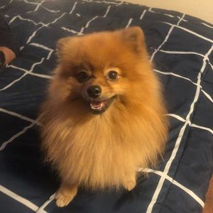 Meet your Posher, Chad